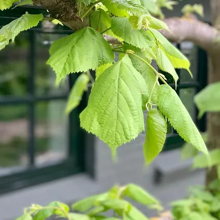 The House Den Dungen
