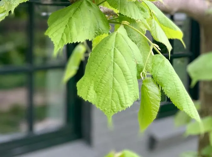 The House Den Dungen